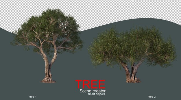 PSD de grands arbres de différentes formes