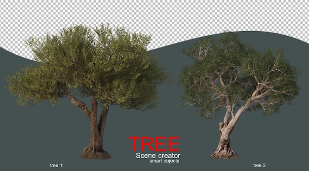 PSD de grands arbres de différentes formes