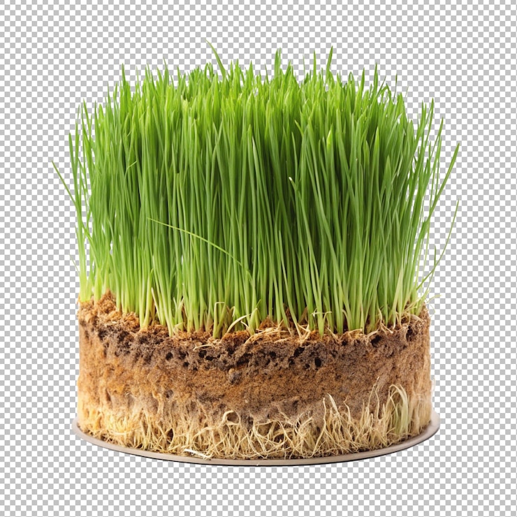 PSD grano di grano verde fresco