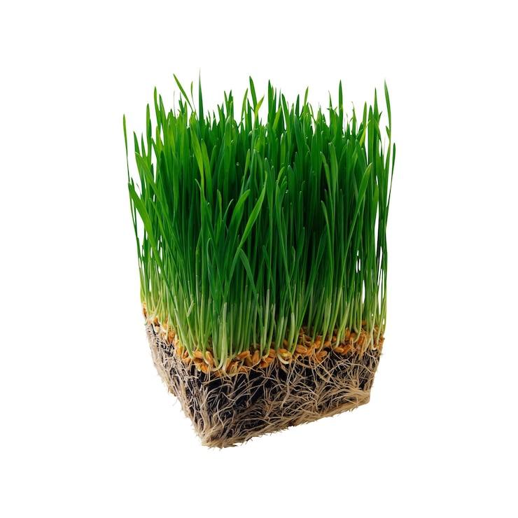 PSD grano di grano verde vibrante con radici isolate su uno sfondo bianco
