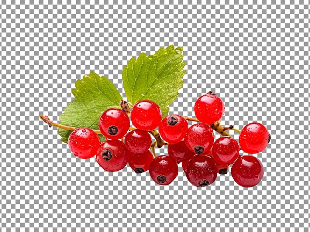 Grappe fraîche de raisins secs isolée sur un fond transparent
