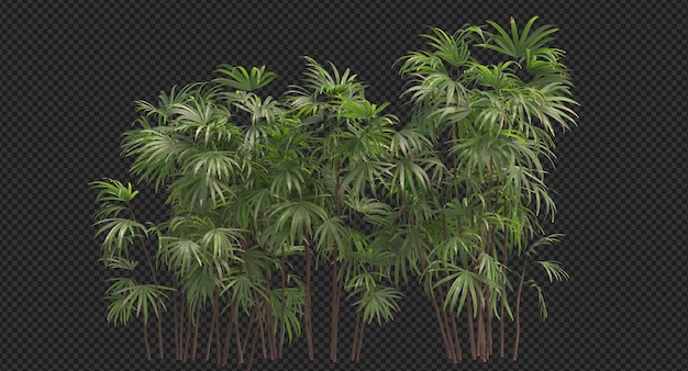Grappe de palmier bambou, chamaedorea Seifrizii isolé