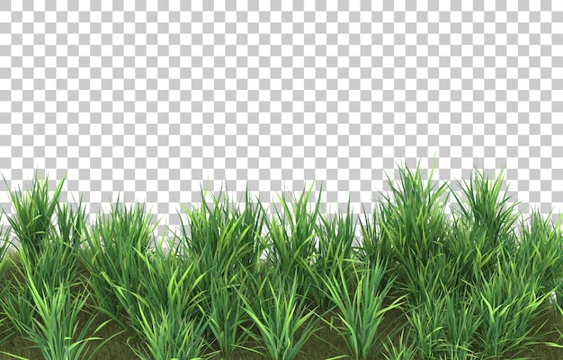 Gras auf transparentem Hintergrund. 3D-Rendering - Abbildung