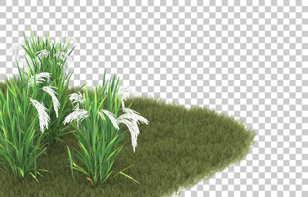 Gras auf transparentem Hintergrund. 3D-Rendering - Abbildung