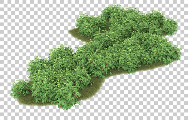 Gras auf transparentem Hintergrund. 3D-Rendering - Abbildung