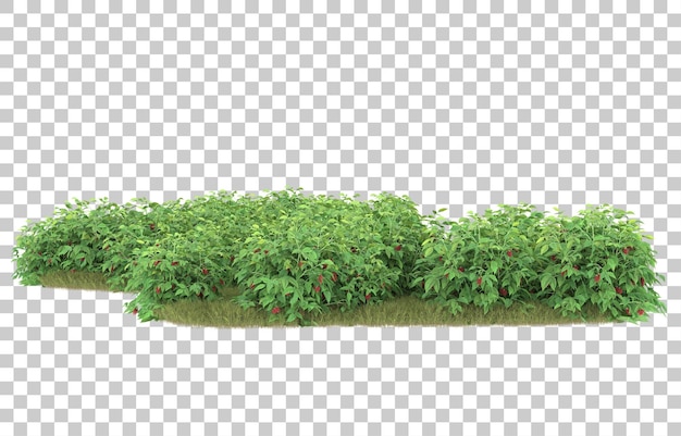 Gras auf transparentem Hintergrund. 3D-Rendering - Abbildung