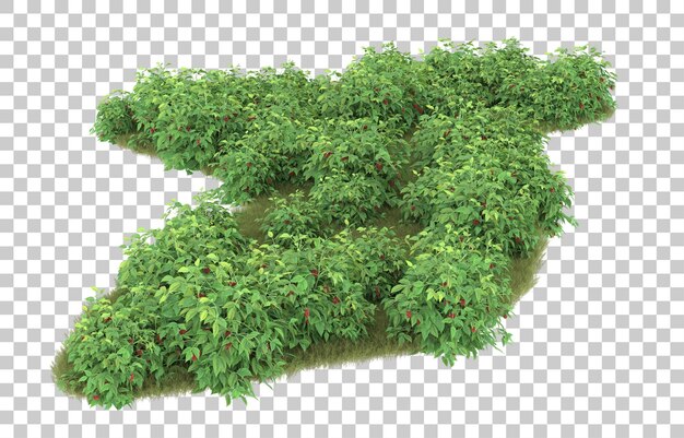 Gras auf transparentem Hintergrund. 3D-Rendering - Abbildung