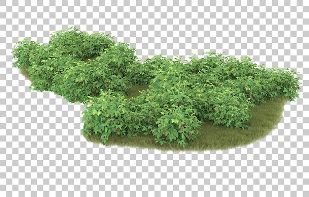 Gras auf transparentem Hintergrund. 3D-Rendering - Abbildung