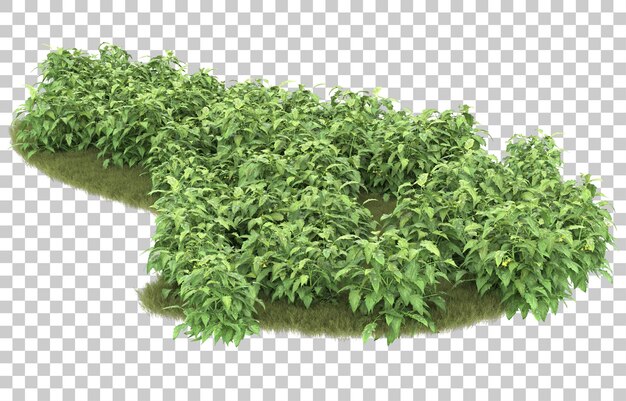 Gras auf transparentem Hintergrund. 3D-Rendering - Abbildung