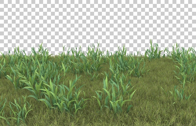 Gras auf transparentem hintergrund. 3d-rendering - abbildung