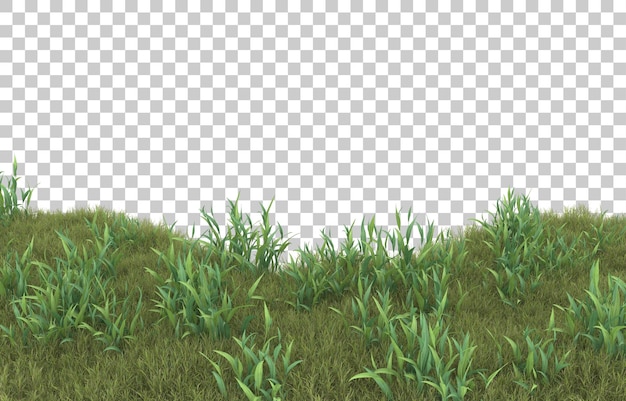 Gras auf transparentem Hintergrund. 3D-Rendering - Abbildung