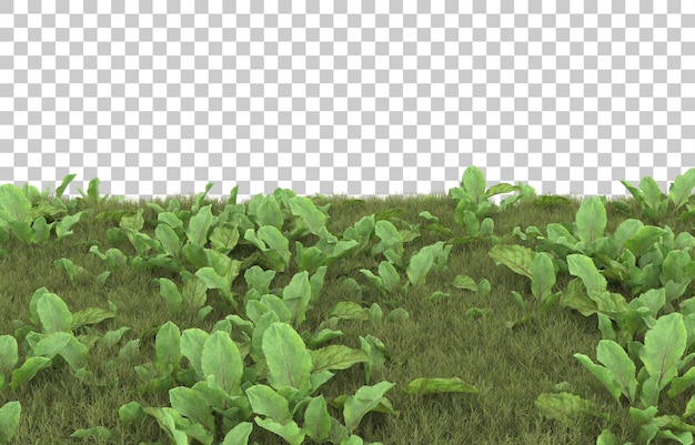 Gras auf transparentem hintergrund. 3d-rendering - abbildung