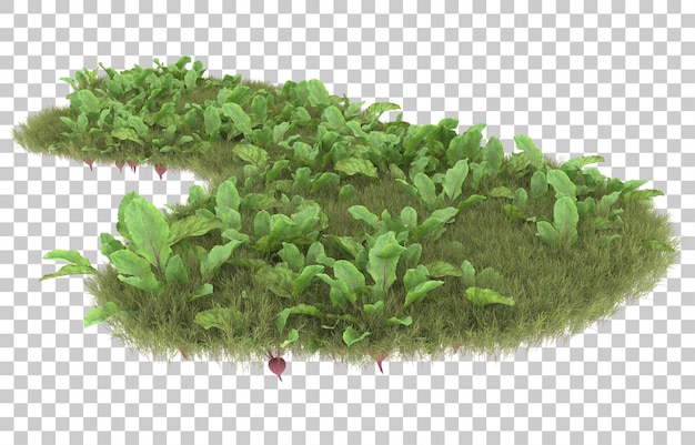 Gras auf transparentem Hintergrund. 3D-Rendering - Abbildung