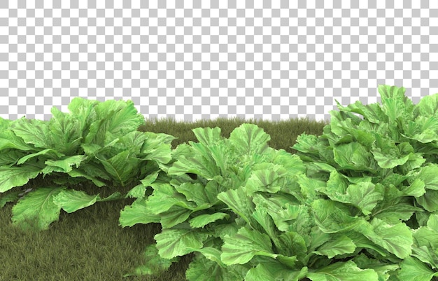 Gras auf transparentem Hintergrund. 3D-Rendering - Abbildung