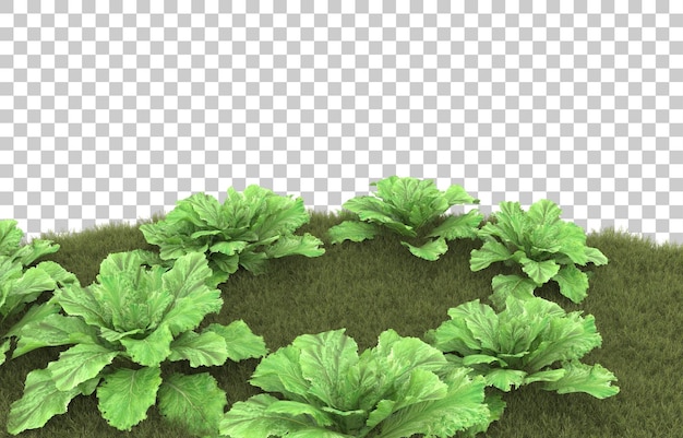 Gras auf transparentem Hintergrund. 3D-Rendering - Abbildung