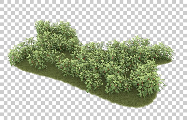 Gras auf transparentem Hintergrund. 3D-Rendering - Abbildung
