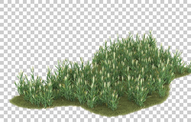 Gras auf transparentem Hintergrund. 3D-Rendering - Abbildung