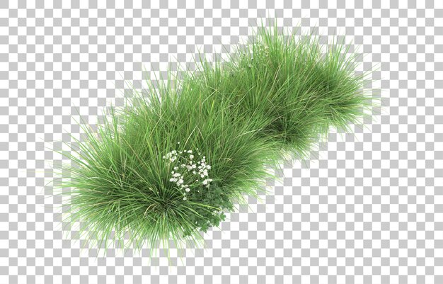 Gras auf transparentem Hintergrund. 3D-Rendering - Abbildung