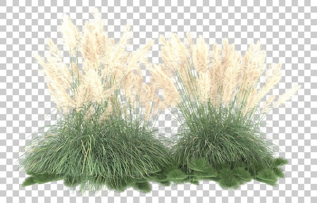 Gras auf transparentem Hintergrund. 3D-Rendering - Abbildung