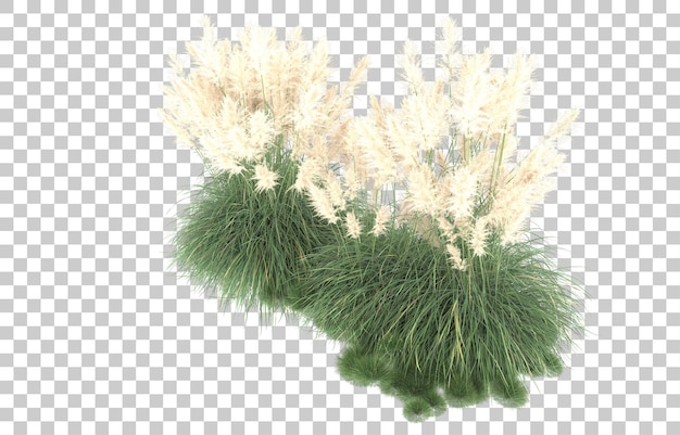 Gras auf transparentem Hintergrund. 3D-Rendering - Abbildung