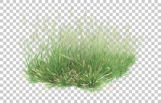 Gras auf transparentem Hintergrund. 3D-Rendering - Abbildung