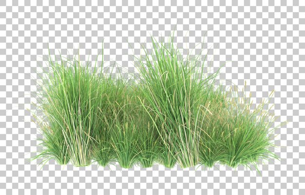 Gras auf transparentem hintergrund. 3d-rendering - abbildung