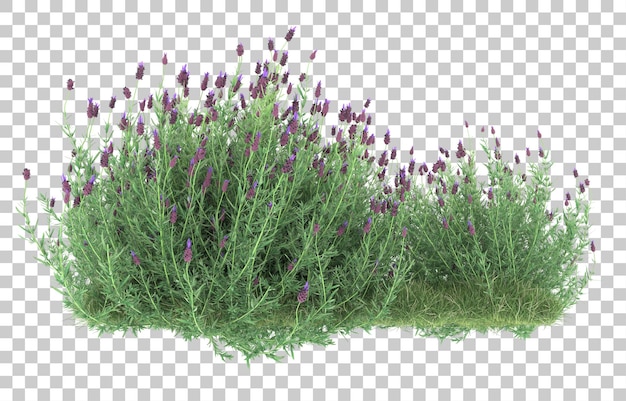 Gras auf transparentem Hintergrund. 3D-Rendering - Abbildung