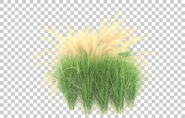 Gras auf transparentem Hintergrund. 3D-Rendering - Abbildung