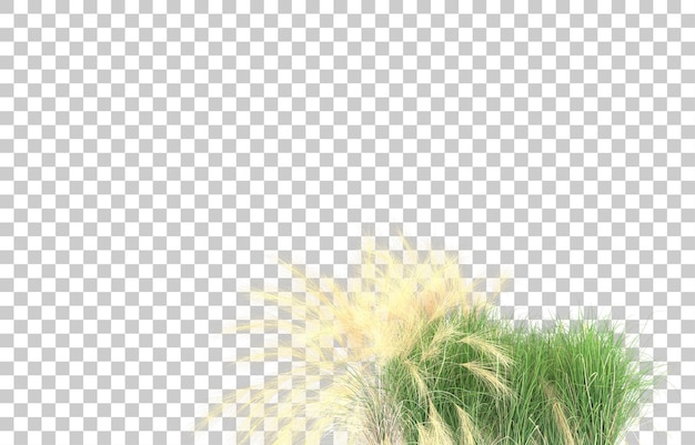 Gras auf transparentem Hintergrund. 3D-Rendering - Abbildung