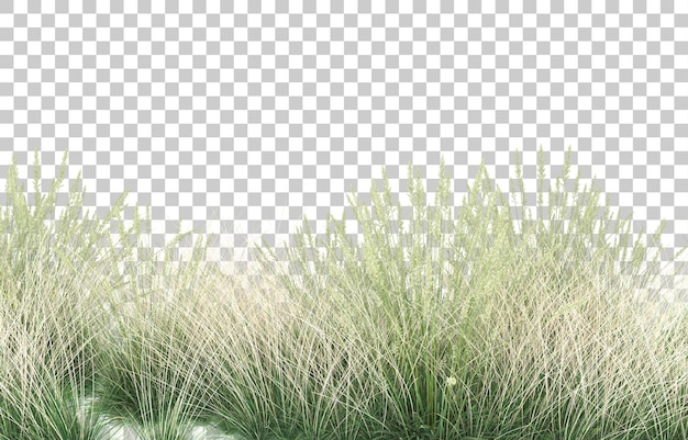 Gras auf transparentem hintergrund. 3d-rendering - abbildung