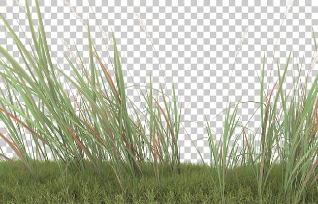 Gras auf transparentem Hintergrund. 3D-Rendering - Abbildung