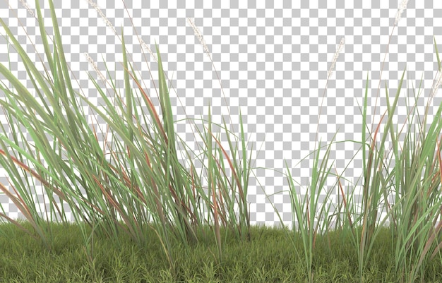 Gras auf transparentem hintergrund. 3d-rendering - abbildung