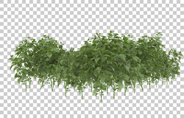 Gras auf transparentem Hintergrund. 3D-Rendering - Abbildung