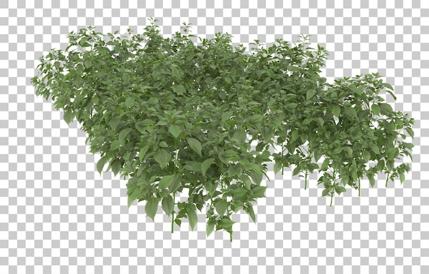 Gras auf transparentem Hintergrund. 3D-Rendering - Abbildung