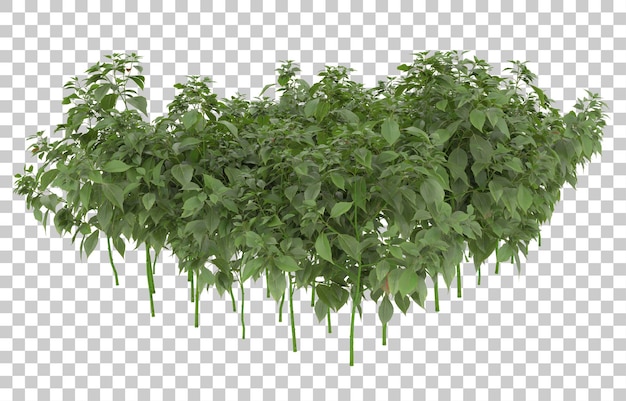 Gras auf transparentem Hintergrund. 3D-Rendering - Abbildung