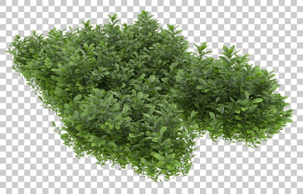 Gras auf transparentem Hintergrund. 3D-Rendering - Abbildung