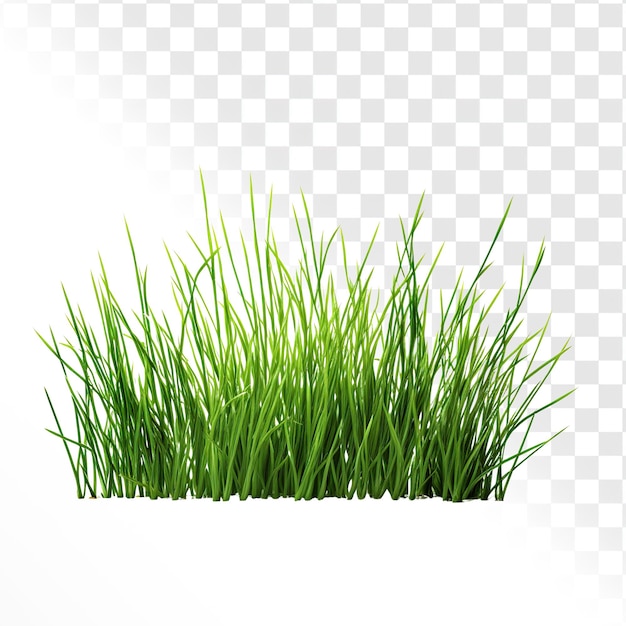 Gras auf transparentem Hintergrund