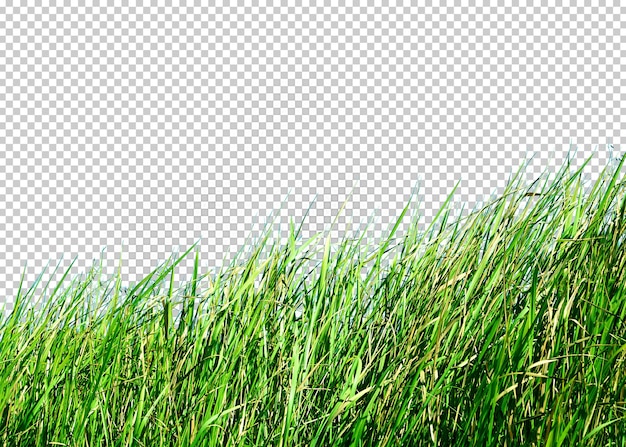 Gras isoliert transparenz hintergrund.