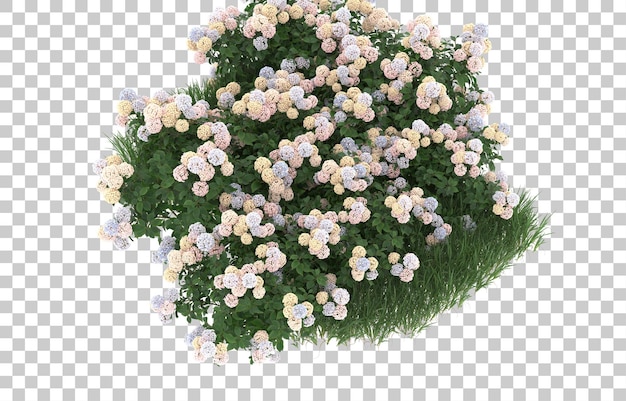 Gras und Blumen auf transparentem Hintergrund. 3D-Rendering - Abbildung