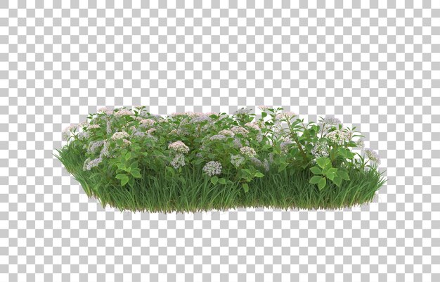 Gras und Blumen auf transparentem Hintergrund. 3D-Rendering - Abbildung