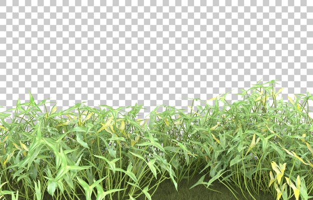 Grasfeld auf transparentem Hintergrund. 3D-Rendering - Abbildung