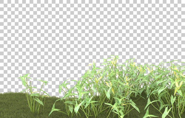 Grasfeld auf transparentem Hintergrund. 3D-Rendering - Abbildung