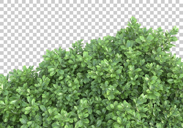 Grasfeld auf transparentem Hintergrund 3D-Rendering-Illustration
