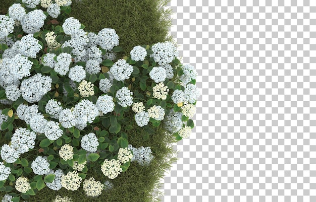 Grasfeld mit blumen auf transparentem hintergrund. 3d-rendering - abbildung