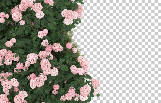 Grasfeld mit Blumen auf transparentem Hintergrund. 3D-Rendering - Abbildung