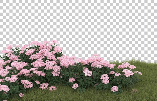 Grasfeld mit Blumen auf transparentem Hintergrund. 3D-Rendering - Abbildung