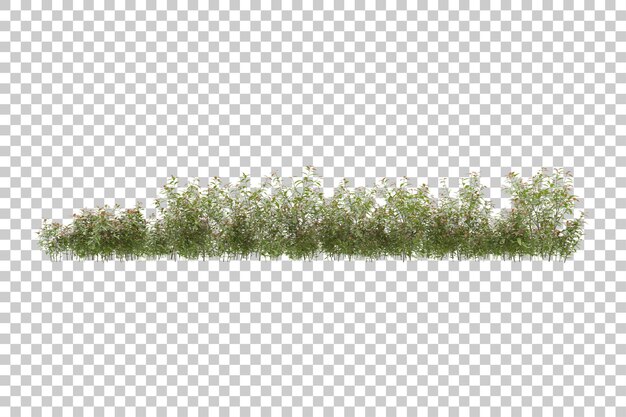 Grasfeld mit transparentem Hintergrund 3D-Rendering-Illustration