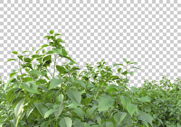 Grasfeld mit transparentem Hintergrund 3D-Rendering-Illustration