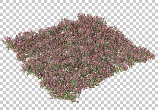 Grasfeld mit transparentem Hintergrund 3D-Rendering-Illustration