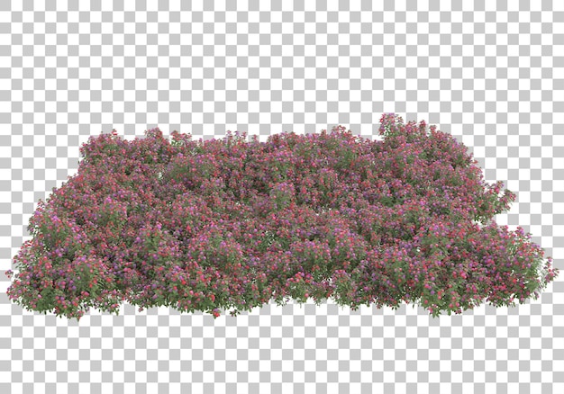 Grasfeld mit transparentem Hintergrund 3D-Rendering-Illustration